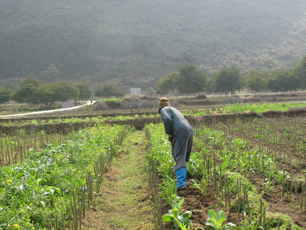 冬閑桑園套種豐富“菜籃子”