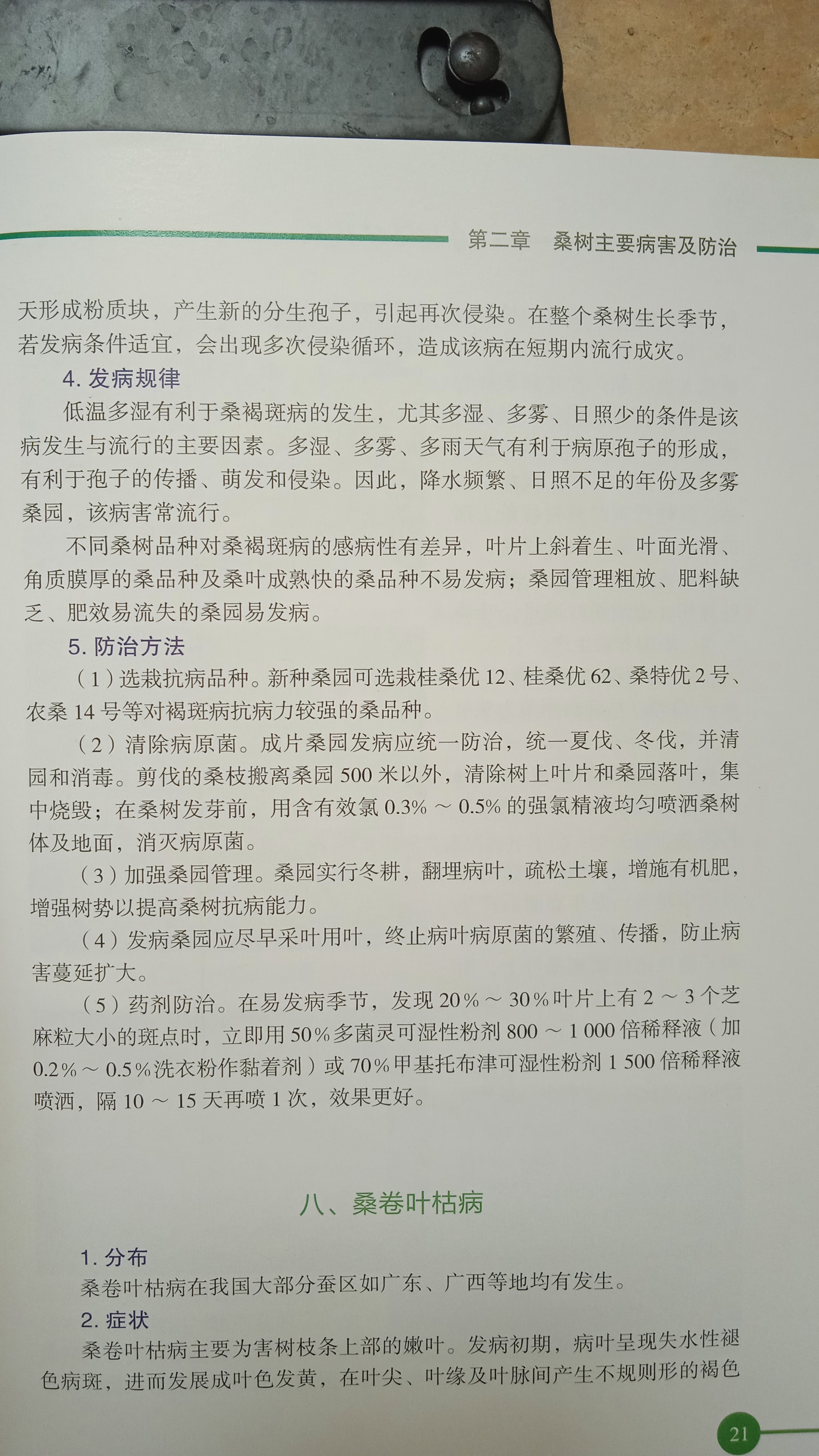 桑褐斑病2.jpg