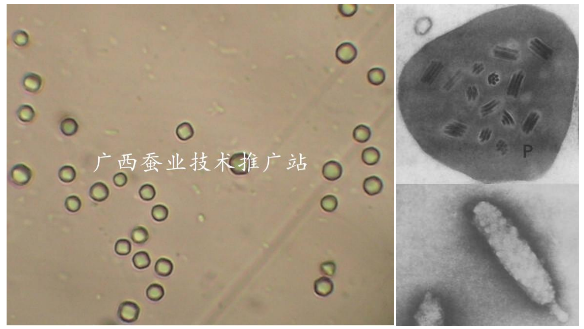 家蠶血液型膿病，就是常說的膿病、膿蠶